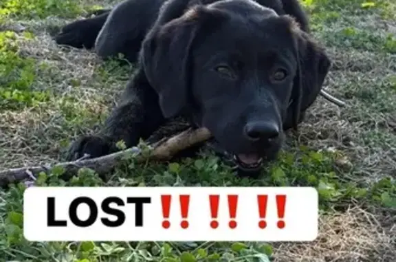 Lost male dog, Thomas Jefferson Way, Gloucester - Black Labrador, blue collar - photo