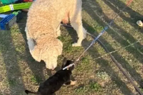 Has anyone seen me? My name is Apollo and I made the bold decision to break free from my leash 4/10/26 around 7pm and pursue my dreams of independence… immediately followed by having no idea what I’m doing. Last seen: Running behind the houses on Knoll like I pay rent back there. In the arbor hills neighborhood Personality traits: • Super friendly (will 100% approach strangers like we’re lifelong besties) • Has the survival instincts of a soggy waffle • Brain capacity: somewhere between “treat?” and “wait, where am I?” •will respond to anything other than my actual name If spotted, please don’t be alarmed—I’m harmless, just a little confused and probably hoping you have snacks. Please message or call 252-531-8349 if you see me or can help get me home! My humans are worried and I already regret my life choices.