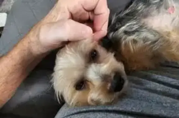 Lost dog, Old Mill Lane, 330, Ringgold - typical Yorkie colors - photo