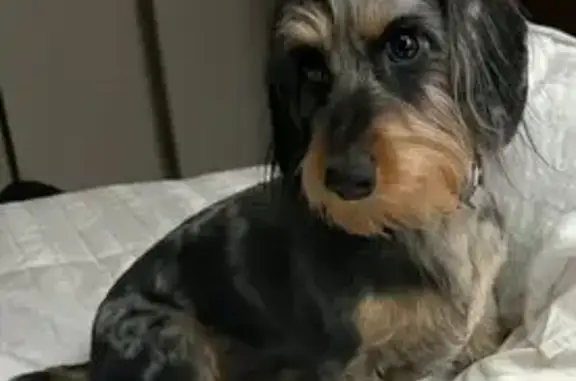 Missing dog Omaha, photo: Lost Female Dog, South 39th Street, Omaha - Dachshund wiener dog