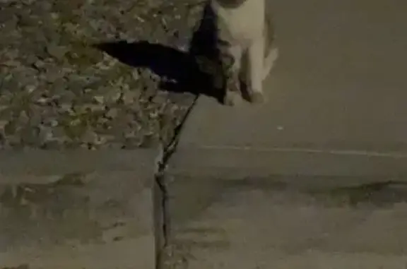 Found pets Phoenix, photo: Found cat, South 37th Way, Phoenix - small bald patch