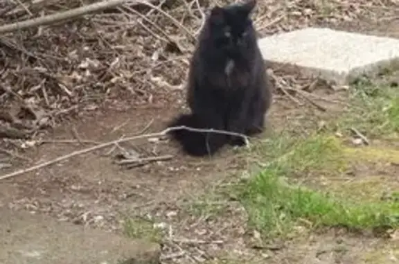 Perdu Chat femelle, Rue Pasteur, 12, Nieul-sur-Mer - queue recourbée - photo