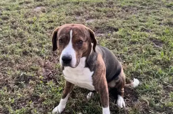 Missing dog Brandon, photo: Lost male dog, Main Street, Brandon - beautiful white streak down face