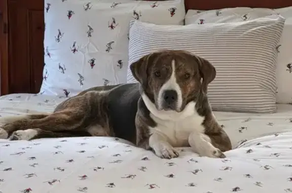 Missing dog Avondale, photo: Lost male dog, Main Street, Brandon - beautiful white streak down face