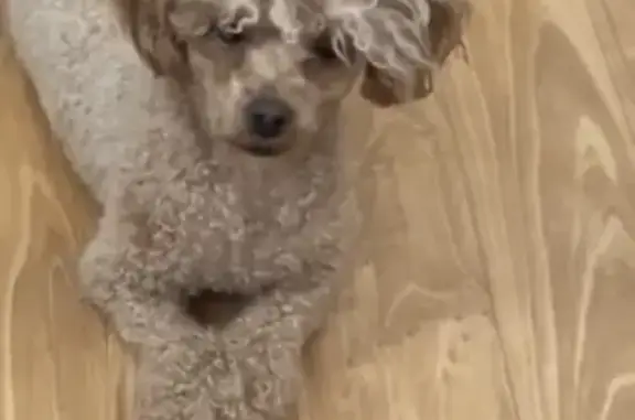 Lost female dog, Taft Avenue, St. Louis - toy poodle with curly coat - photo