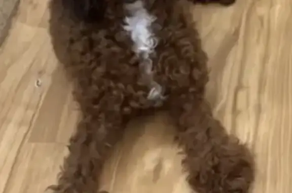 Lost female dog, Taft Avenue, St. Louis - toy poodle with reddish-brown coat - photo