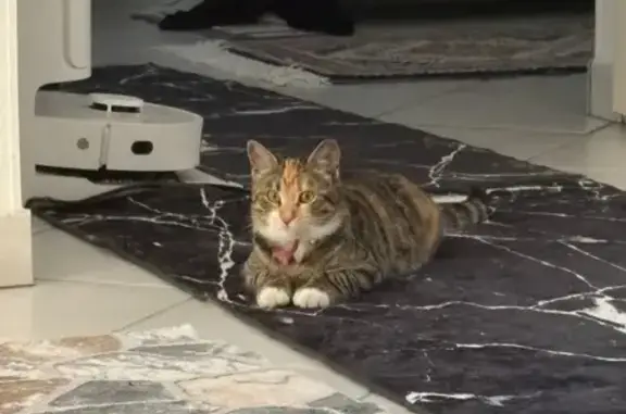 Animaux perdus Trémentines, photo: Chat perdu, Les Jardins de la Thomassine, Manosque - chatte tigrée avec collier rouge