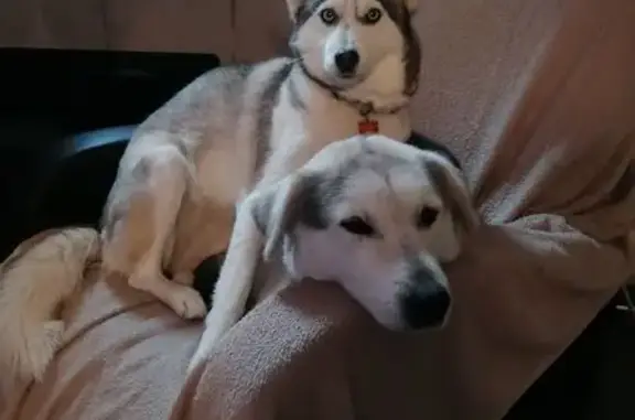 Perdu Chien Femme, Lyon - Husky gris et blanc - photo