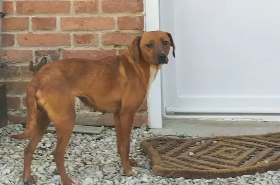 Animaux trouvés Bouaye, photo: Trouvé Chien, Villemurlin, Centre-Val de Loire - petite chienne marron