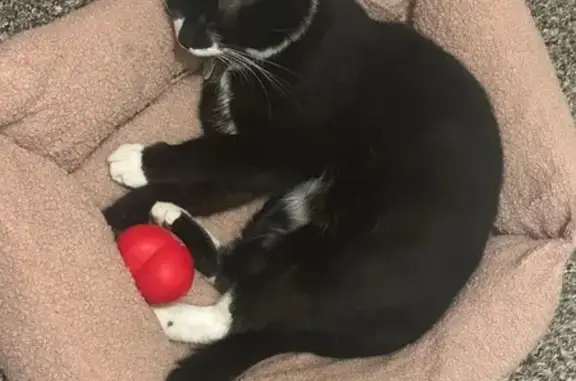 Lost male cat, Valley View Drive, 741, Ionia - black and white with a spot on left leg - photo