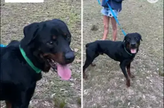 Found dog Arlington, photo: Found male dog, Little Rock, Arlington - Rottweiler with green collar