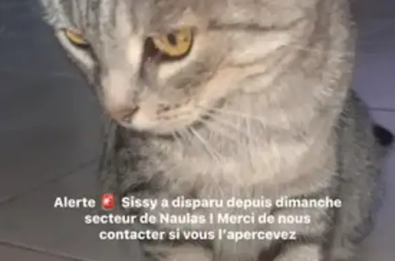 Chat perdu, Rue Julien Tardieu, 37, Millau - femme, très affectueuse - photo