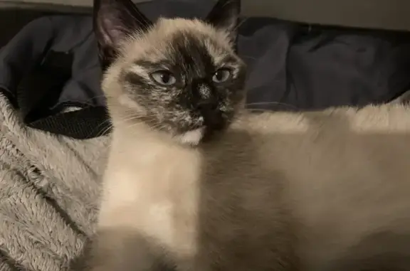 Chat perdu femelle, Montreuil-Bellay, Paris - couleur crème et noire - photo