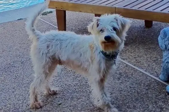 Lost male dog, Lake Windcrest Boulevard, Magnolia - small cream terrier mix - photo