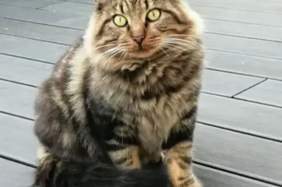 Animaux perdus Paris, photo: Perdu Chat homme, Nouzilly, Paris - poil mi-long et yeux verts