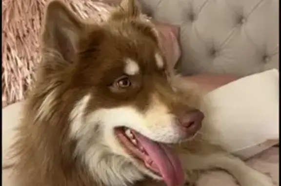 Lost dog, West 1600 North, Orem - brown husky with hazel eyes - photo