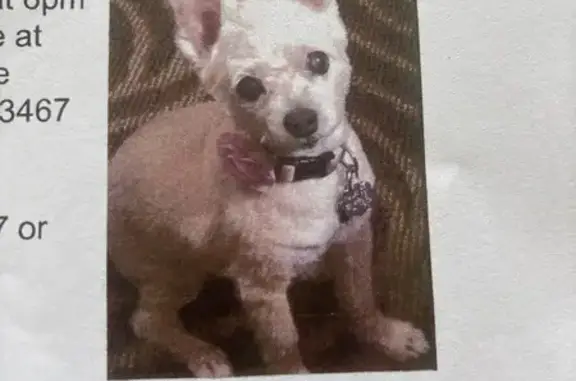Lost female dog, Lucerne Avenue, Lake Worth Beach - tan & white, 16 yrs - photo