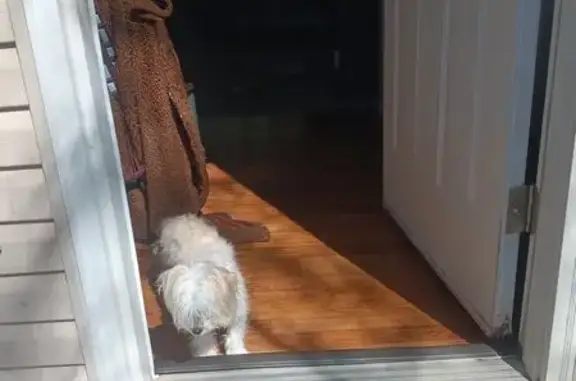 Lost female dog, Sugartree Drive, Lewisburg - white Maltese mix - photo