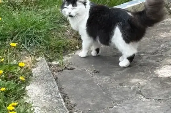 Animaux trouvés Vitry-en-Artois, photo: Trouvé Chat, Rue du Stade, 48, Vitry-en-Artois - Blanc et noir