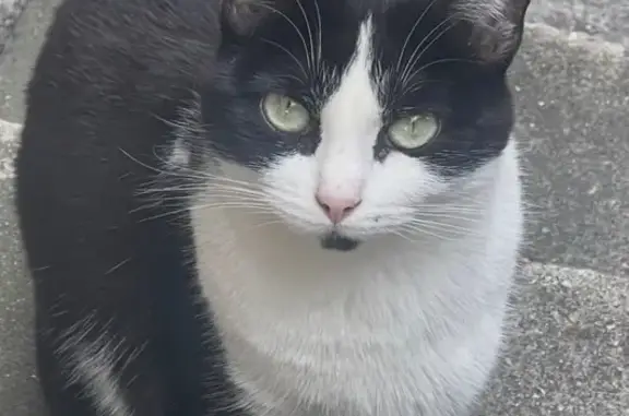 Perdu Chat femelle, Rue du Commandant Delesque, 25, Le Blanc-Mesnil - noire et blanche - photo