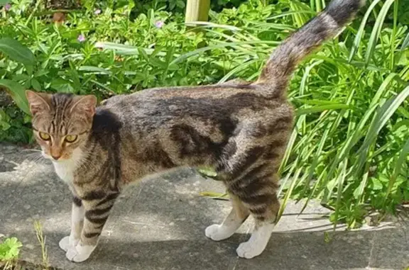 Animaux trouvés Laval, photo: Trouvé chat femelle, Place Hardy de Lévaré, 12, Laval - pelage façon Bengale
