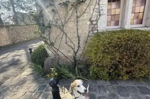 Perdu Chien, Rue du Palais, 10, Provins, Paris - peureux mais très gentil - photo