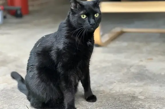 Lost pets Westminster, photo: Lost male cat, South Poplar Street, 1886, Denver - black with a white chest patch