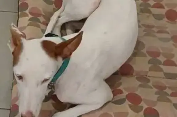 Perro perdido Hembra, Mataro (sl495467) - photo