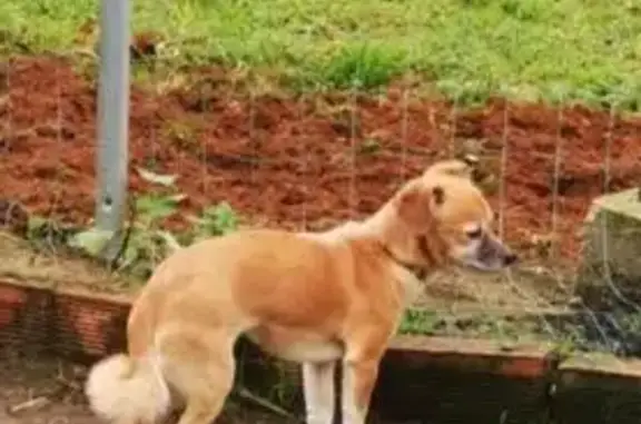 Perros perdidos, Sevilla, foto: Perro perdido Hembra, Sevilla (sl495469)