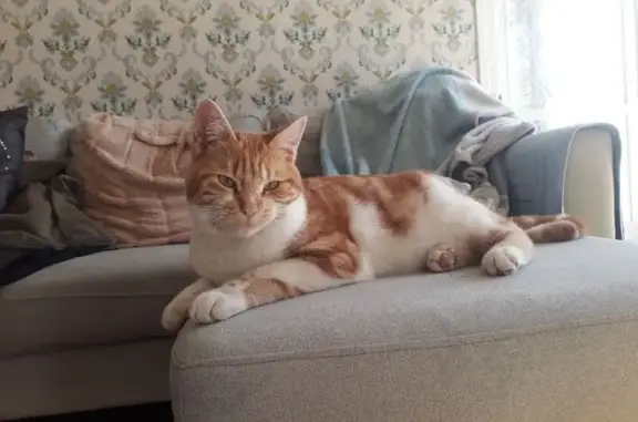 Animaux perdus , photo: Chat perdu mâle, Lannemezan, Occitanie - pelage roux et blanc