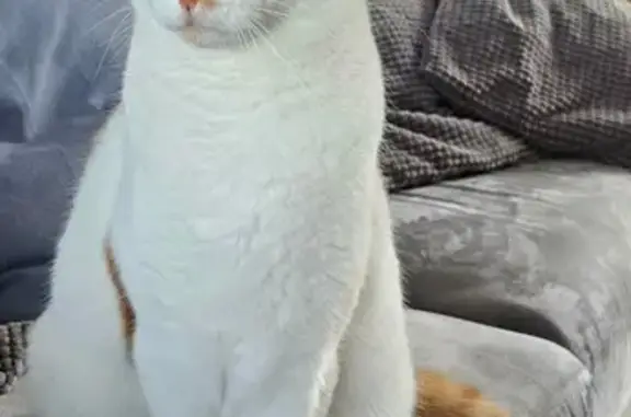 Animaux perdus Valencin, photo: Chat perdu, Impasse du Rossignol, Heyrieux - blanc tâché roux avec collier noir