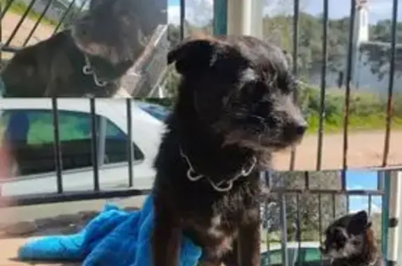 Perdido perro masculino, Calle Segovia, 28, El Mirador del Penedès, El Vendrell - negro, enérgico y valiente - photo