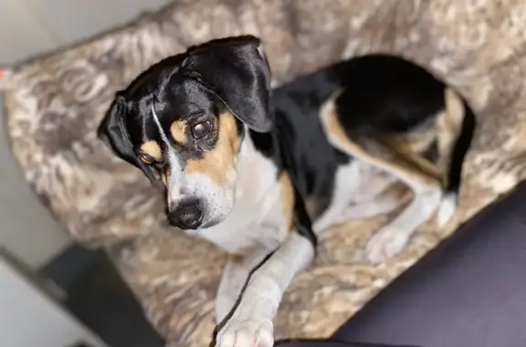 Perdido perro masculino, Avenida del Río Segura, Ceutí - marrón blanco y negro - photo