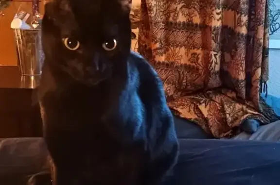 Lost pets Arlington, photo: Lost male cat, Bowman Drive, Arlington - solid black and very social