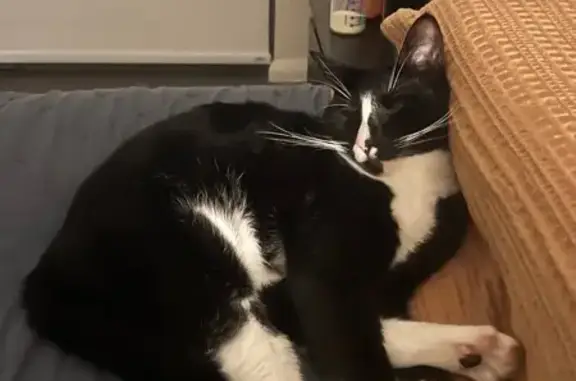 Missing cat Male, Kwinana (al495872) - photo