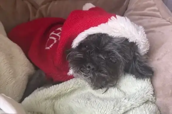 Lost pets Lauderhill, photo: Lost female dog, Northwest 42nd Way, Lauderhill - small, 13 years old, red collar