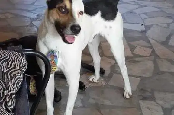 Cachorro perdido Macho (brl002...