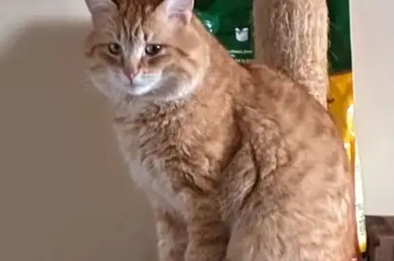 Perdu chat mâle, Chemin des Clairs Chenes, Bouligny - gros et sociable - photo