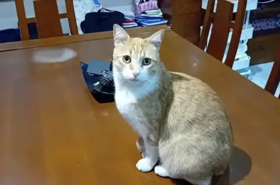 Gato perdido Macho, Zaragoza (sl495474) - photo