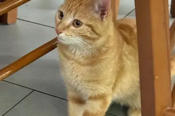 Chat perdu, Toul, photo: Chat perdu, Rue Général Gengoult, Toul - câline et polissonne