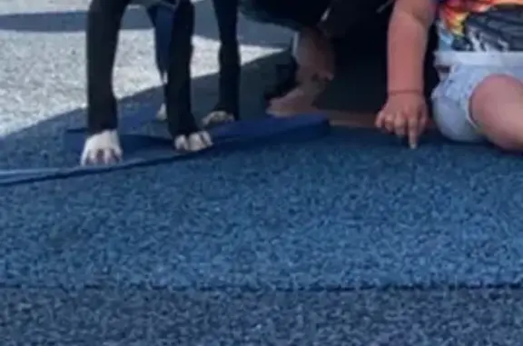 Missing dog Male, Kansas City (usl534716) - photo