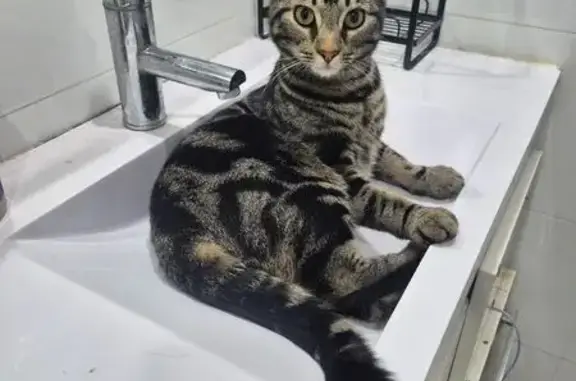 Missing cat Male, Sydney (al495873) - photo