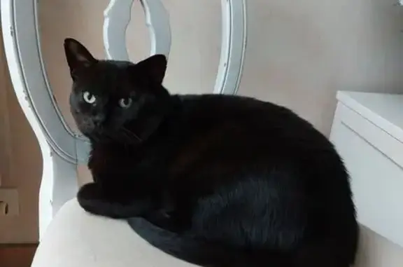 Perdu Chat homme, Houilles, Le Havre - noir yeux verts - photo