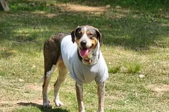 Lost female dog, Broadview Avenue, Conway - hound with a purple collar - photo