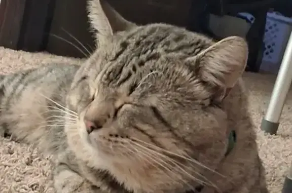 Lost male cat, Arlington - gray and black with a green collar - photo