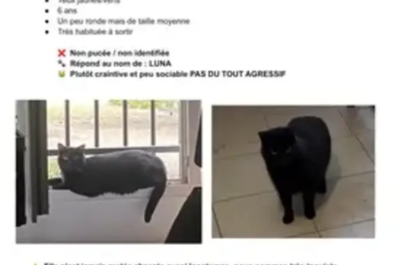 Chat perdu, Rue du Marché, Sartrouville - pelage noir, yeux jaunes/verts - photo