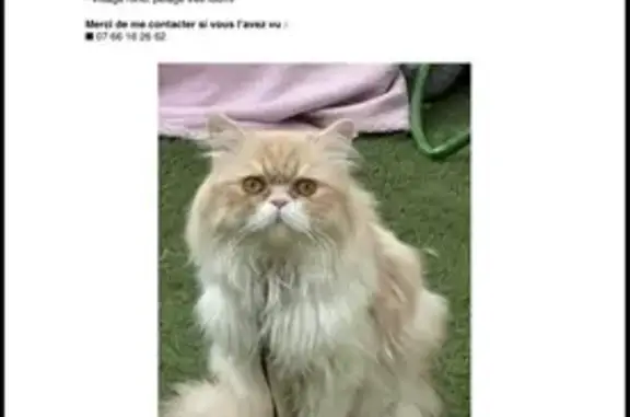 Perdu Chat homme, Rue Paul Vaillant Couturier, Aulnay-sous-Bois - photo