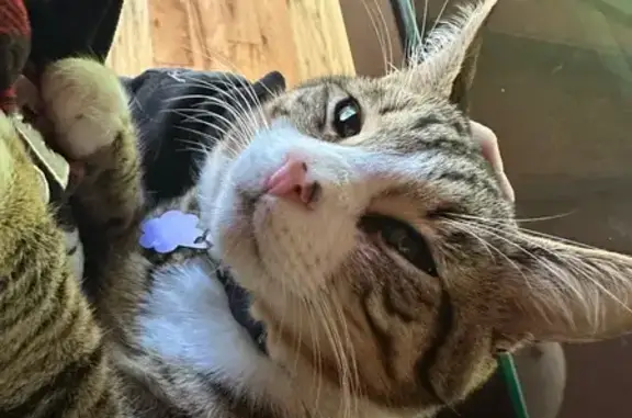 Lost male cat, Azalea Lane, Bonny Doon - indoor Tabby with black dots on nose - photo