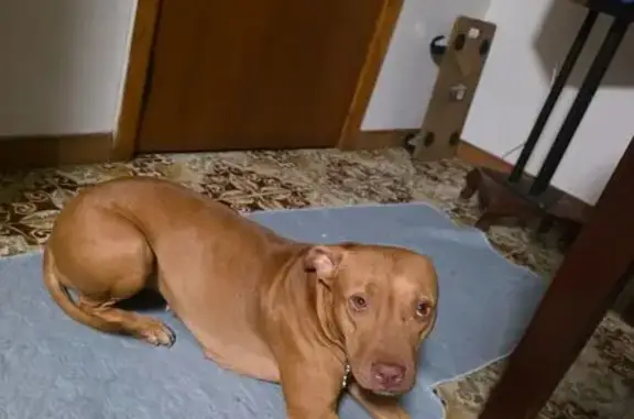 Lost pets Kingsford, photo: Lost female dog, Cardigan Street, Kingsford - slim medium-sized American Staffy