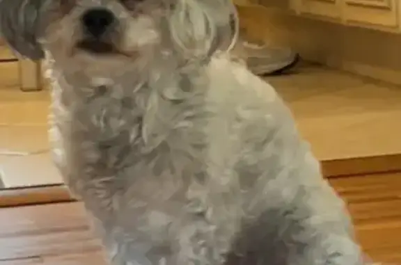 Lost female dog, Union Boulevard, Bay Shore - shiatsu puddle with black spots - photo